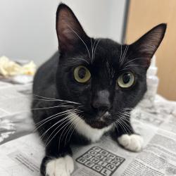 Shelter Stray Male Cat last seen , 8464 Beach Blvd, Jacksonville, FL 32216, USA