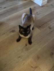 Lost Male Cat last seen Locust ave and derby ln, Cotati, CA 94931