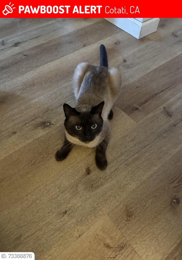 Lost Male Cat last seen Locust ave and derby ln, Cotati, CA 94931