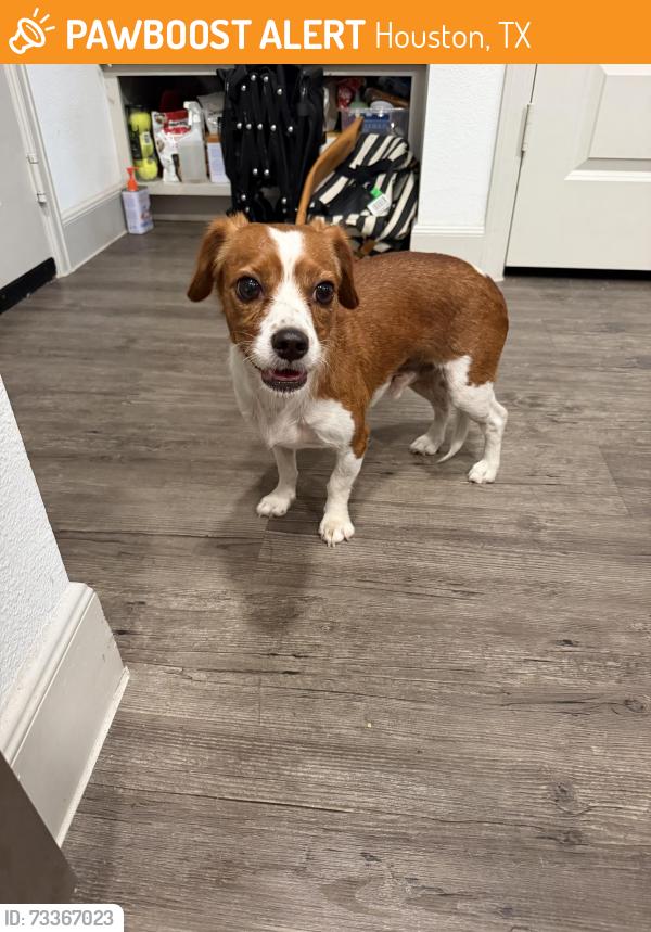 Found/Stray Male Dog last seen Shepard & Parker, Houston, TX 77008