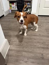 Found/Stray Male Dog last seen Shepard & Parker, Houston, TX 77008