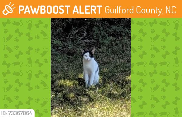 Found/Stray Female Cat last seen Hwy 62 & Davis Mill Rd, Guilford County, NC 27313