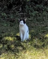 Found/Stray Female Cat last seen Hwy 62 & Davis Mill Rd, Guilford County, NC 27313