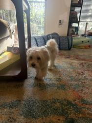 Found/Stray Male Dog last seen Midtown, Houston, TX 77006