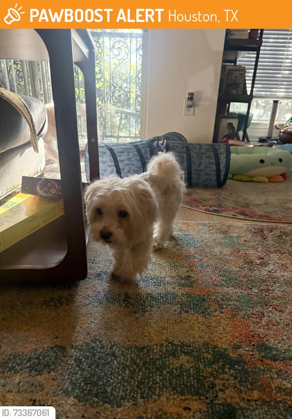 Found/Stray Male Dog last seen Midtown, Houston, TX 77006