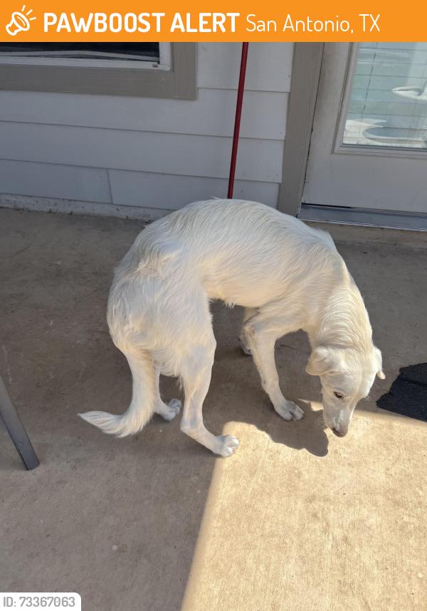 Found/Stray Female Dog last seen Starbucks, San Antonio, TX 78253