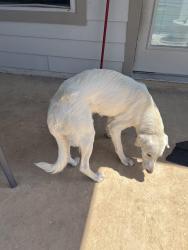Found/Stray Female Dog last seen Starbucks, San Antonio, TX 78253