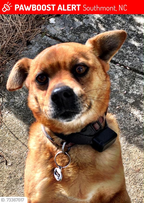 Lost Male Dog last seen Lookout Point... Cliffview Dr and Young Mill Rd area.. near Mimi