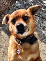 Lost Male Dog last seen Lookout Point... Cliffview Dr and Young Mill Rd area.. near Mimi