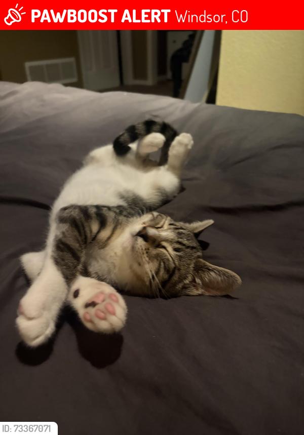Lost Male Cat last seen Near 2nd street, Windsor, CO 80550