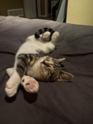 Lost Male Cat last seen Near 2nd street, Windsor, CO 80550