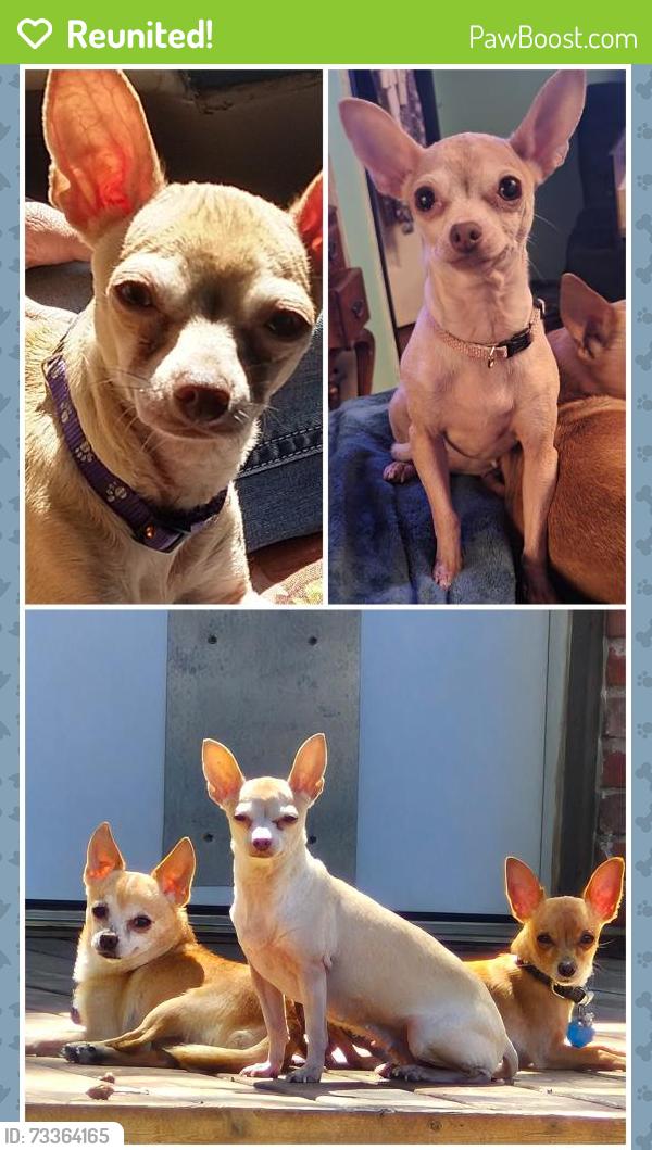 Reunited Female Dog last seen Wrigley Way & Wheelock, Fort Worth, TX 76133