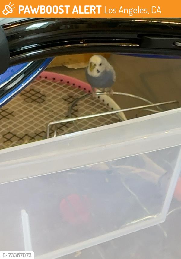 Found/Stray Unknown Bird last seen Sunset blvd, Los Angeles, CA 90046