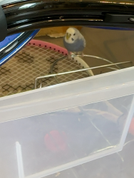 Found/Stray Unknown Bird last seen Sunset blvd, Los Angeles, CA 90046