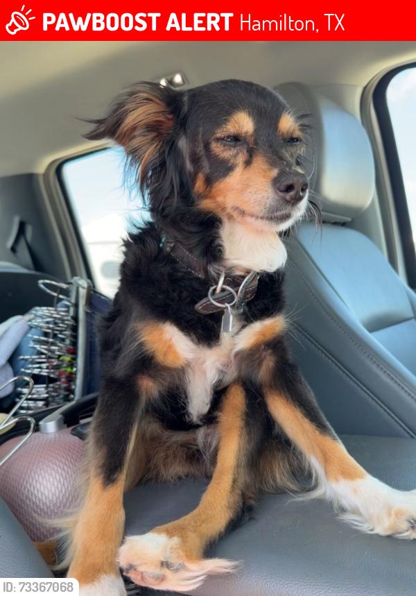 Lost Female Dog last seen Circle T Arena parking lot, Hamilton, TX 76531