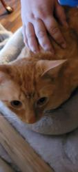 Lost Male Cat last seen Texoma Ct, by Lakewood ests, Royse City, TX 75189