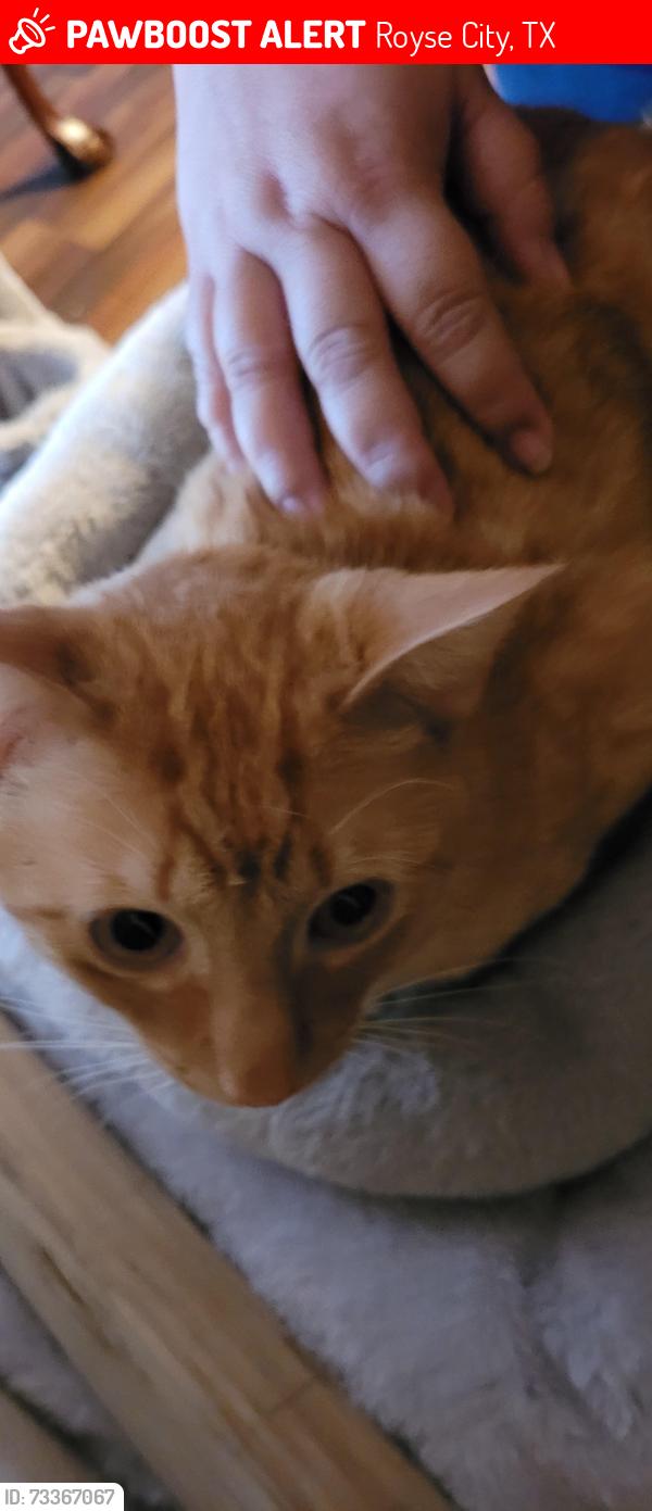 Lost Male Cat last seen Texoma Ct, by Lakewood ests, Royse City, TX 75189