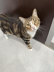 Reunited Male Cat last seen Vista, Vista, CA 92083