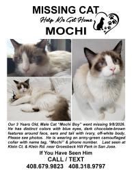Reunited Male Cat last seen Klein Court and Klein Road, San Jose 95148, San Jose, CA 95148