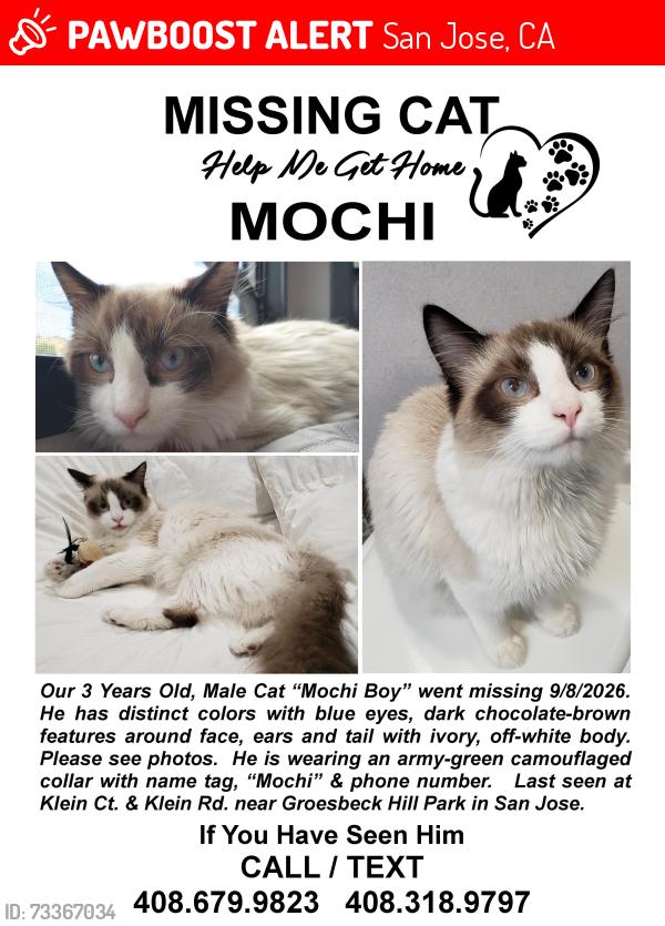 Lost Male Cat last seen Klein Court and Klein Road, San Jose 95148, San Jose, CA 95148