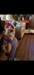 Lost Male Dog last seen Kirby, Memphis, TN 38125