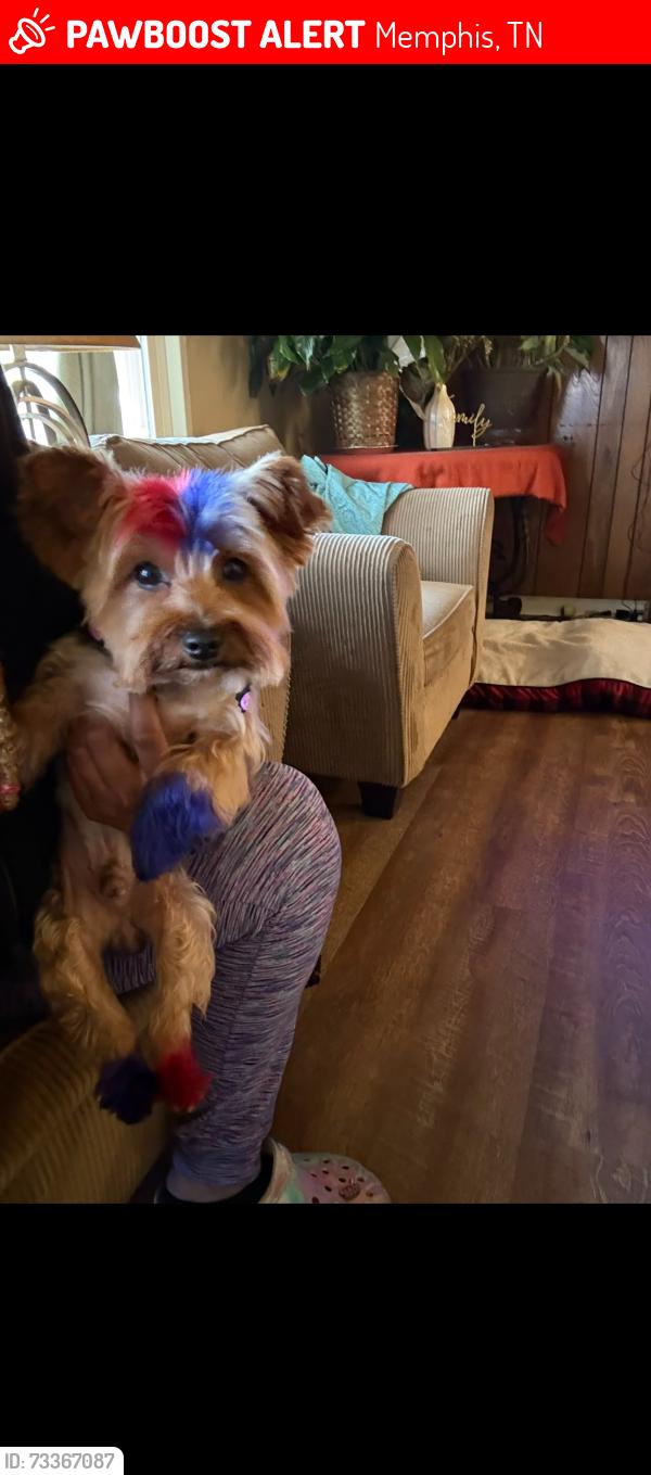 Lost Male Dog last seen Kirby, Memphis, TN 38125