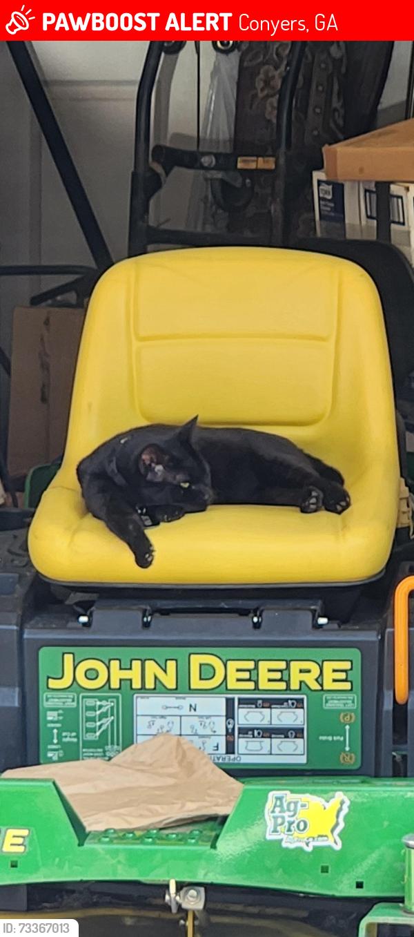 Lost Male Cat last seen Near Colt Ln NW, Conyers, GA 30012, Conyers, GA 30012