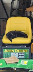 Lost Male Cat last seen Near Colt Ln NW, Conyers, GA 30012, Conyers, GA 30012