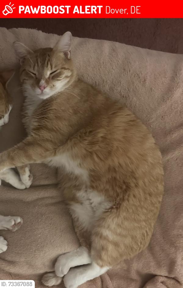 Lost Male Cat last seen Dyke Branch and Delshire Drive, not far from Brenford Animal hosp, Dover, DE 19901