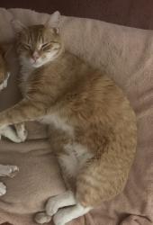 Lost Male Cat last seen Dyke Branch and Delshire Drive, not far from Brenford Animal hosp, Dover, DE 19901