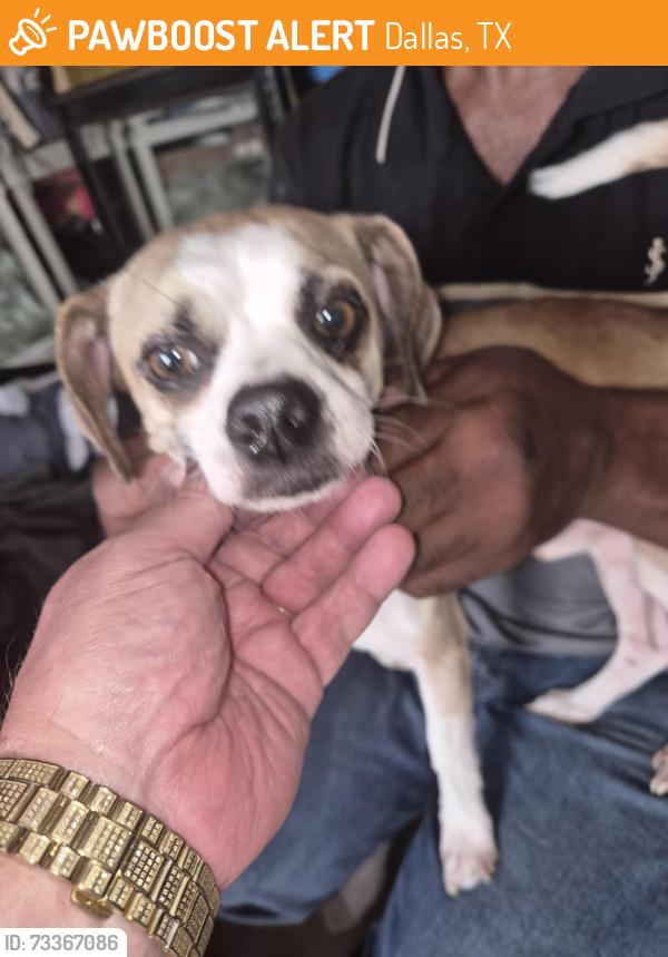 Found/Stray Male Dog last seen Materhorn & San Vicente, Dallas, TX 75228