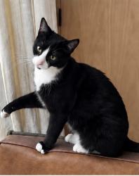 Reunited Male Cat last seen Pacific Ave and Brooks Ave, Los Angeles, CA 90291