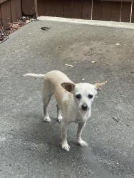 Reunited Male Dog last seen Near Alvarado Ave, Davis, CA 95616