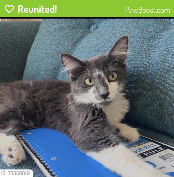 Reunited Female Cat last seen Santa Monica Blvd and Thayer Ave, Los Angeles, CA 90024