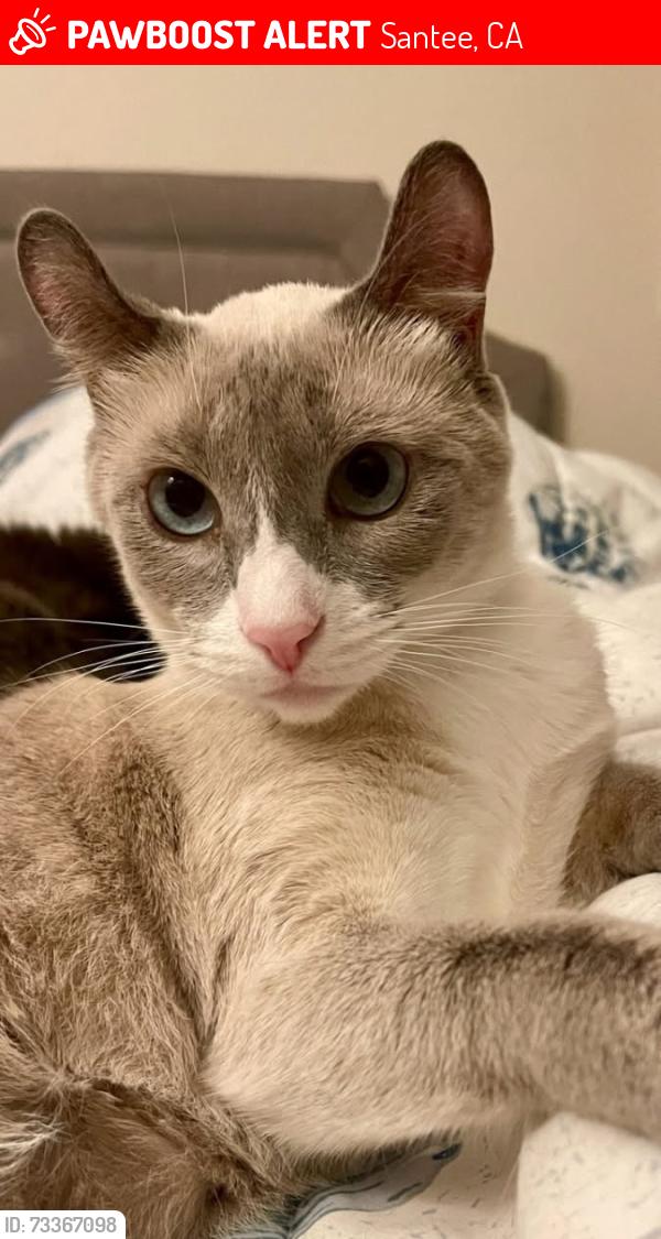 Lost Female Cat last seen N. Magnolia Ave and Kerrigan Ct., Santee, CA 92071