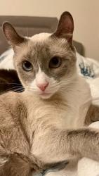 Lost Female Cat last seen N. Magnolia Ave and Kerrigan Ct., Santee, CA 92071