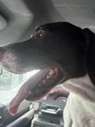 Reunited Male Dog last seen Sweetwater Blvd, Sugar Land, TX 77479