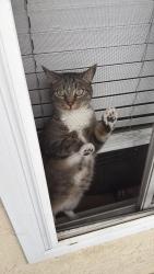 Reunited Female Cat last seen Nearby Wightman st and Central Ave, San Diego, CA 92105