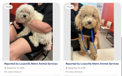 Reunited Male Dog last seen Plantside Drive, Louisville, KY 40299