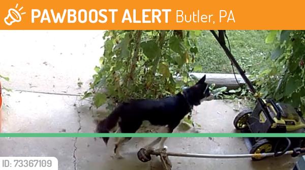 Found/Stray Unknown Dog last seen West Boyd Ave, Butler, PA 16001
