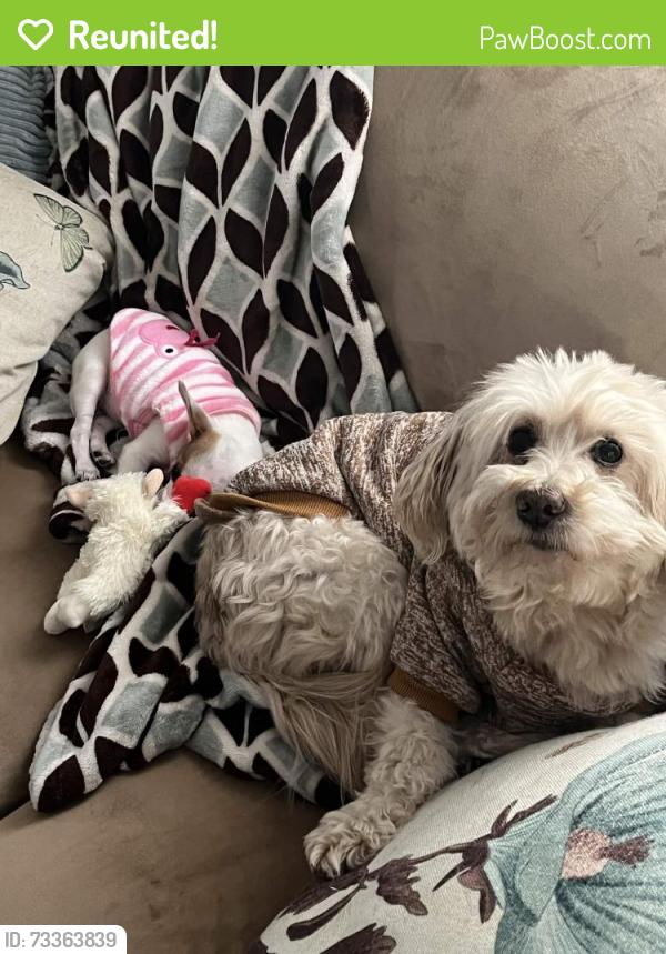 Reunited Male Dog last seen tyler court spring valley, Spring Valley, CA 91977