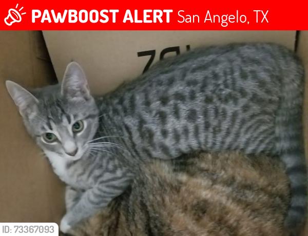 Lost Male Cat last seen Between Denny's and San Angelo visitors center, San Angelo, TX 76903