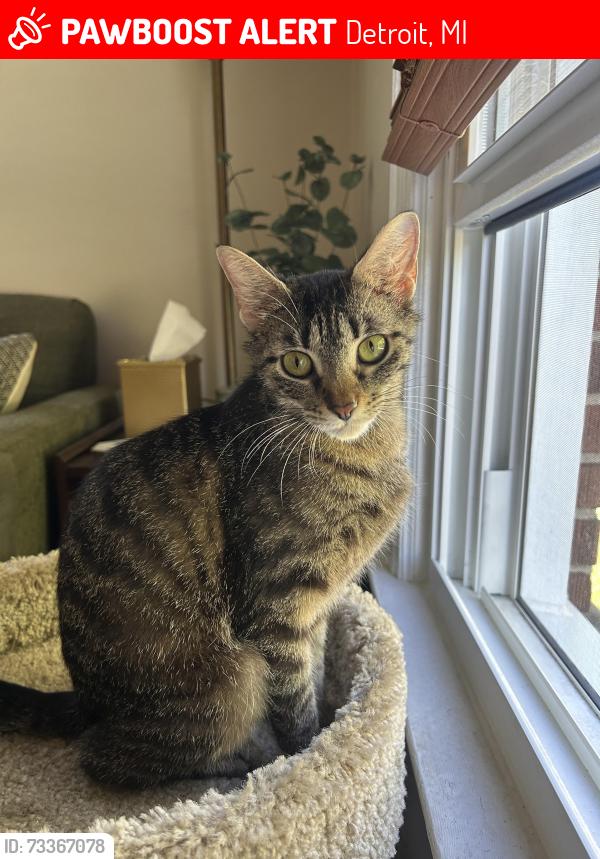 Lost Female Cat last seen Kirkwood and Grandville Ave. (Warrendale community), Detroit, MI 48228