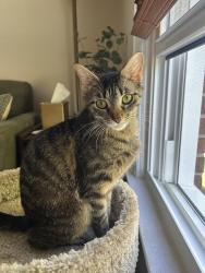 Lost Female Cat last seen Kirkwood and Grandville Ave. (Warrendale community), Detroit, MI 48228