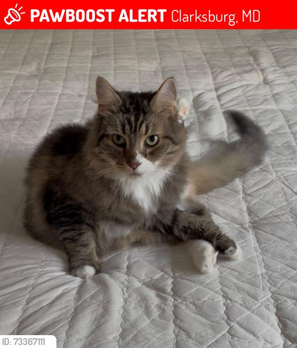 Lost Male Cat last seen Needle Dr & Dancrest Dr & Janbealle Ct, Clarksburg, MD 20871
