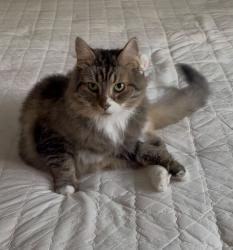Lost Male Cat last seen Needle Dr & Dancrest Dr & Janbealle Ct, Clarksburg, MD 20871