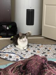 Lost Female Cat last seen Near Kris dr, Carnot-Moon, PA 15108