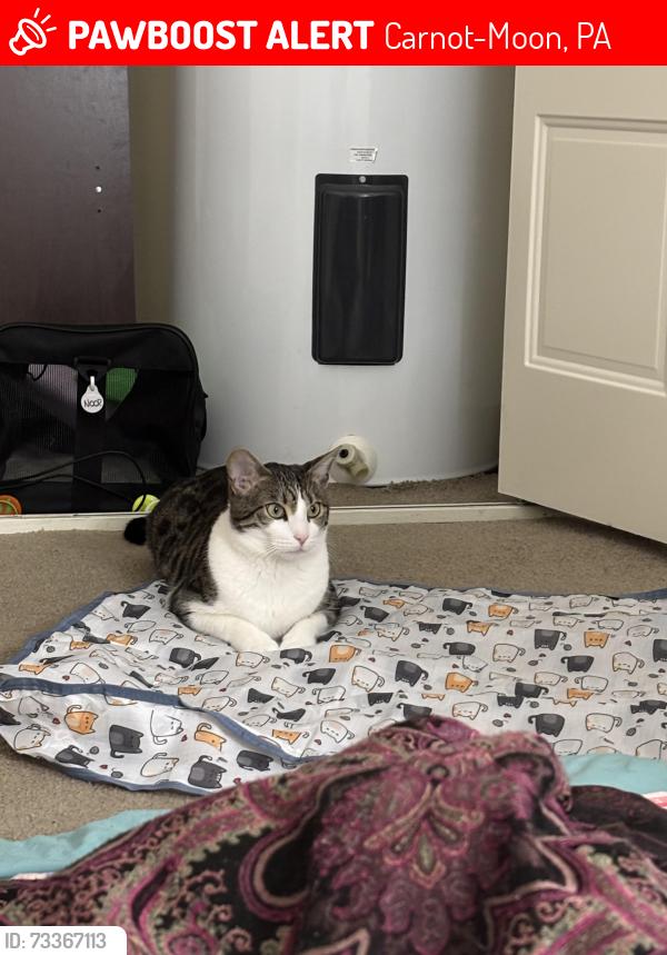 Lost Female Cat last seen Near Kris dr, Carnot-Moon, PA 15108
