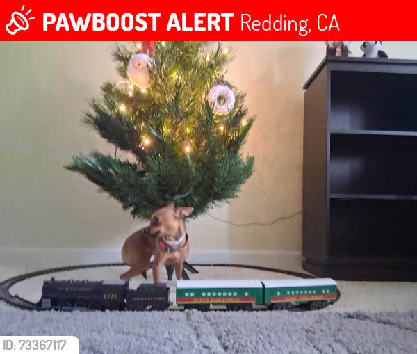 Lost Male Dog last seen Airport, Redding, CA 96002