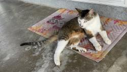 Lost Female Cat last seen Chula Vista Tesota Court, Chula Vista, CA 91911